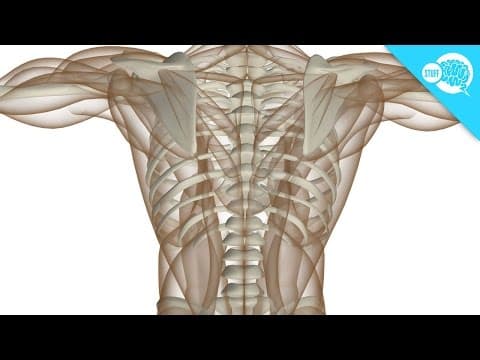 How Do We Grow Hard Bones From Soft Tissue? - YouTube