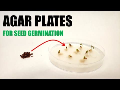 How to Prepare Agar Plates for Seed Germination Experiments
