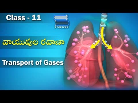వాయువుల రవాణా - Transport of Gases | Breathing, and Exchange of Gases