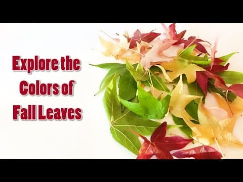 Leaf Chromatography| Explore the Colors of Fall