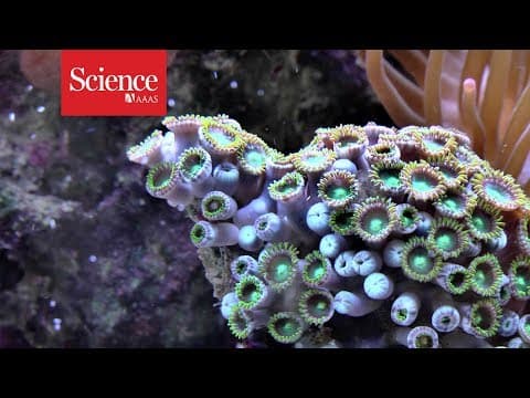 Corals can still grow their ‘bones’ in acid waters