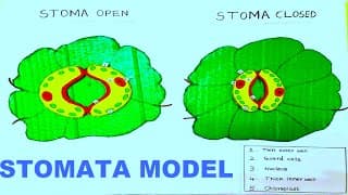 stomata model (stomatal opening and closing) | science project
