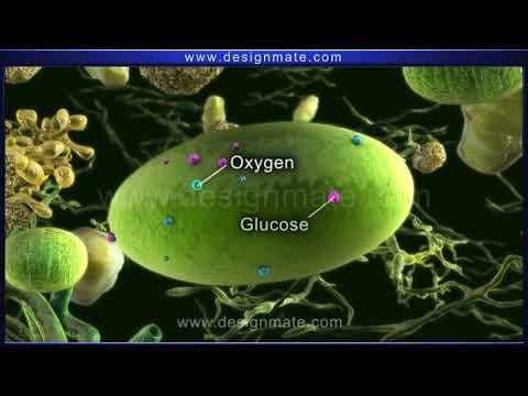 Science amazing process of photosynthesis