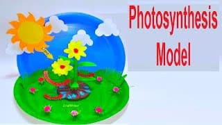 photosynthesis model science project