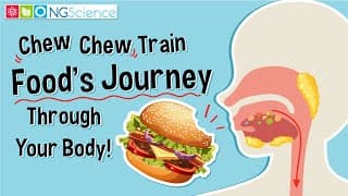 Chew Chew Train – Food's Journey Through Your Body!
