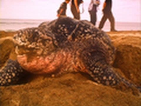 Sea Turtles Match Breathing to Dive Depths