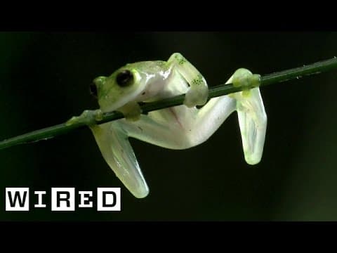 The Glass Frog Isn’t Made of Glass But That Would Be Pretty Cool | WIRED
