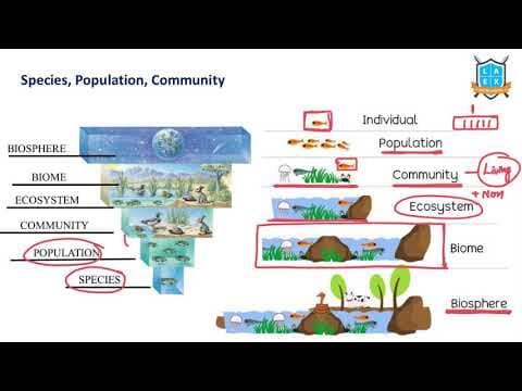 What is the meaning of Species, Population, Community, Biome