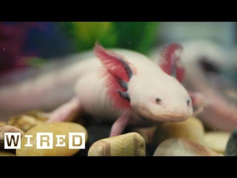 Absurd Creatures | This Salamander Could Teach Humans How to Regrow Limbs