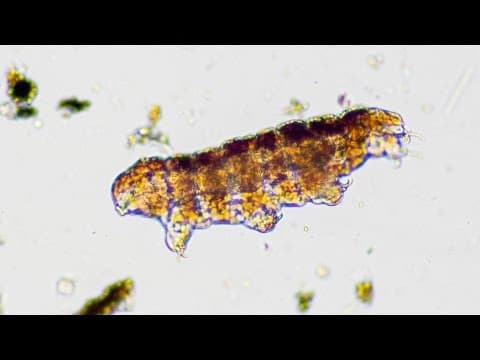 How To Find Water Bears - YouTube