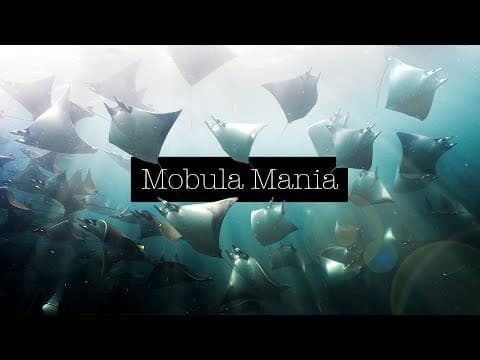 Een Beer naar de Dierentuin A Bear to the Zoo – Sesamstraat