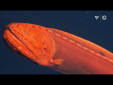 Tadpoles|The Big Little Migration a film by Maxwel Hohn