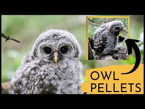 Barred Owl Chick Regurgitates Pellets | INCREDIBLE CLOSE UP! - YouTube