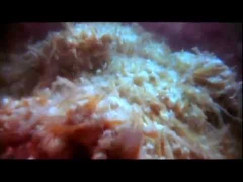 The Journey of the Digestive System