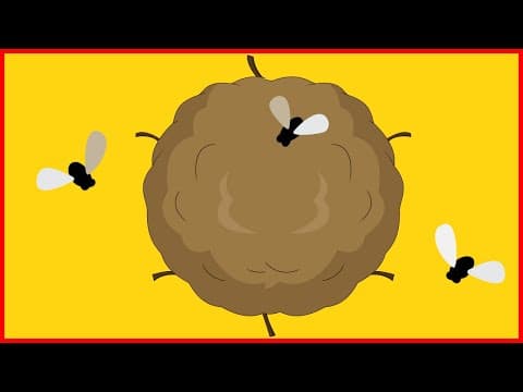 Why Some Animals Eat Poop