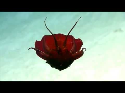 Twisted Squid: Gulf of Mexico 2018 - YouTube