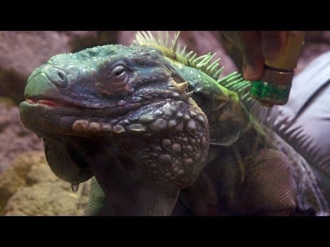 Wild Inside the National Zoo- Reptile Rejuvenation