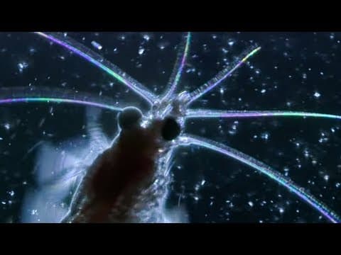 How Does Plankton Move? | Richard Hammond's Invisible Worlds