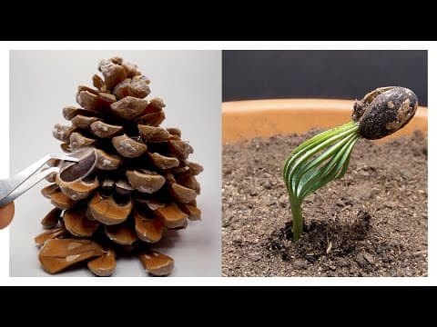 Pine Tree Time-lapse 300 Days - YouTube