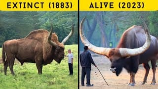 The Closest Living Relatives Of Extinct Animals -T Rex Dodo Bird Megalodon & Dragons