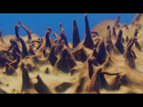 Ancient Life Discovered in Antarctica | Behind the Scenes of Frozen Planet