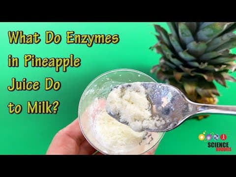 What Do Enzymes in Pineapple Juice Do to Milk.