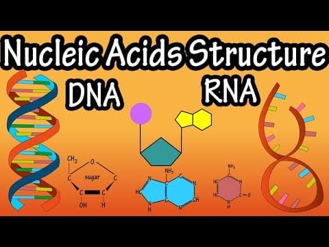 Structure Of Nucleic Acids - Structure Of DNA - Structure Of RNA - DNA Structure And RNA Structure