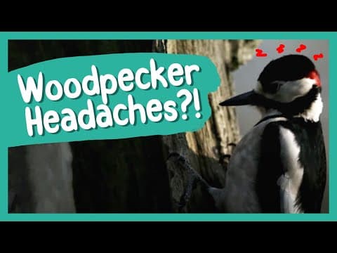 Do Woodpeckers Get Headaches
