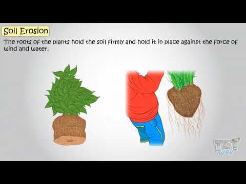 Soil (Part-3) | Soil Erosion | Science