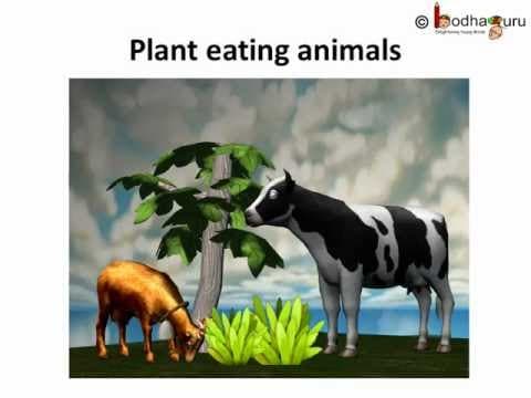 Science - animal's food - telugu