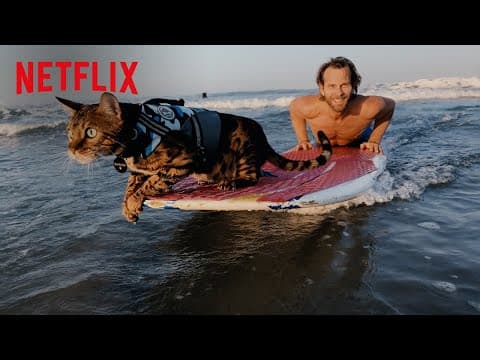 Maverick the Surfing Cat Cat People