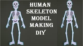 human skeleton model making