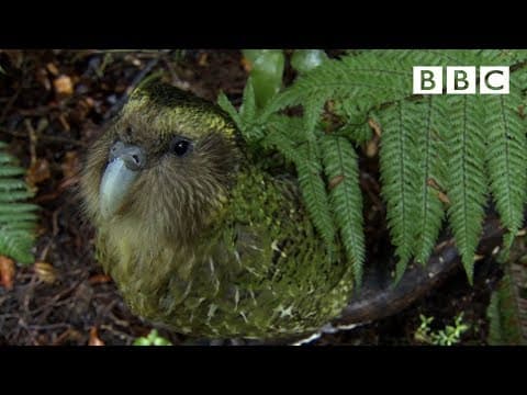 The cute and clumsy flightless parrot | Natural World: Nature's Misfits