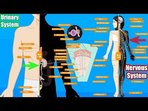 Urinary female & Male System - Human Body Parts
