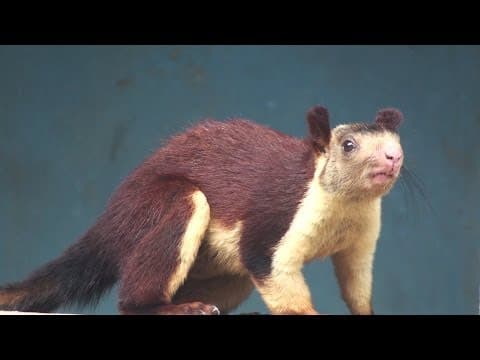 INDIAN GIANT SQUIRREL : RATUFA INDICA