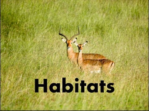 Habitats of Animals-What is a Habitat