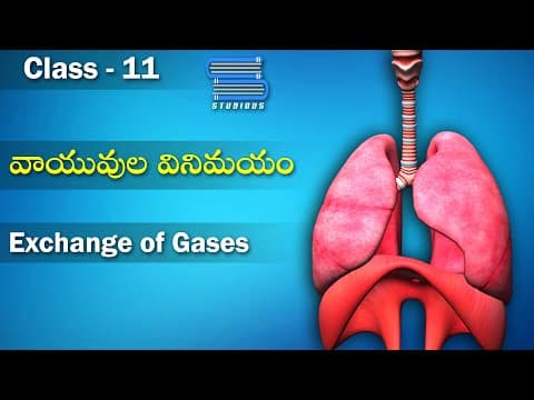వాయువుల వినిమయం - Exchange of gases | Breathing and Exchange of Gases