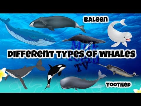 Types of Whales | Baleen and Toothed Whales Names | with Pictures and description for Students GK