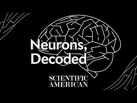 Decoded: You have 86 billion of them inside you, but what are neurons, really