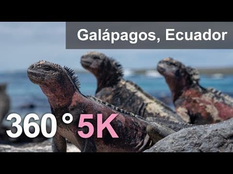 Animals of Galapagos archipelago, Ecuador. 360 video in 5K