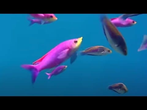 Coral Reef Fish Dange