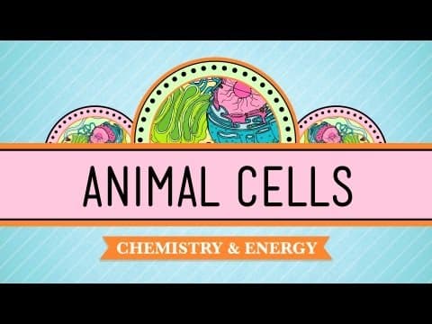 Animal Cells