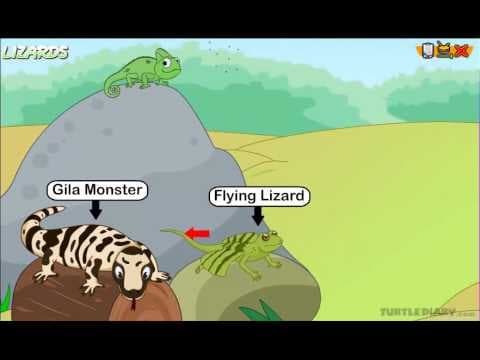 Types of Lizards & Reptiles COOL Animal Science for Kids!