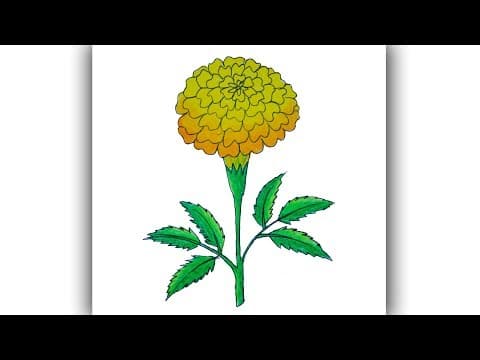 How to draw marigold flower for children - Marigold flower drawing easy and simple