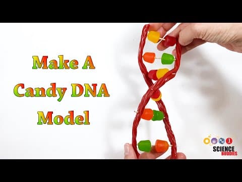 Make A Candy DNA Model | STEM Activity