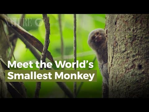 Pygmy marmosets, the Worlds Smallest Monkey
