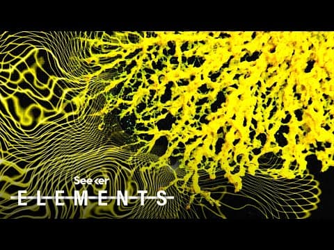 This Brainless Organism is Mapping Dark Matter