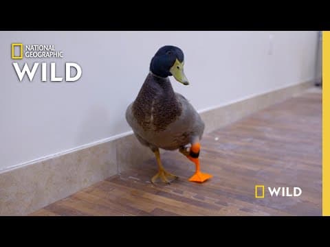 Creezys Squirrel Feeding Rube Goldberg Machine