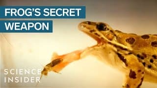 Frogs Have A Secret Weapon To Catch Their Prey
