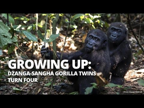 Dzanga-Sangha gorilla twins turn four